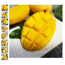 [새벽배송]초신선 당일경매입고 2kg 4kg 5kg가락시장 애플망고 고당도 프리미엄 선물세트 기념일/서울청과