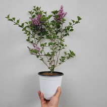 곧 잎과 꽃이나올 미스김라일락 중형 50~70cm 119