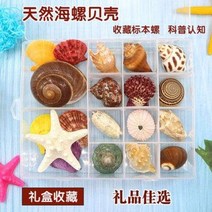 관상용새우 블루가재 희귀열대어 천연소라자개해성표본선물 선물 완구해양생물과프, 01 코스요리