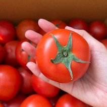 완숙 찰토마토 5kg 국내산 산지직송 (소/중/대과), 5kg(중소과)