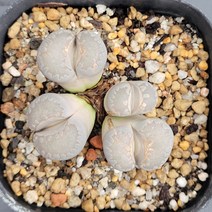 꽃다리 오체니아나 군생 79 다육식물 리톱스 아이만배송, 1개