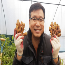 시골팜 생산자직발송 울금종자(특) 심는법 판매자 팁 1kg, 시골팜 생산자직발송 울금종자(특) 1kg