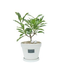 갑조네 공기정화식물 원형화분 인테리어 식물 테이블야자 콩고 뱅갈 고무나무 중형 화분세트 집들이 개업 선물, 중형완제품/나무산호수, 크림화분+화분받침, 스톤+스티커+오스모코트타블렛