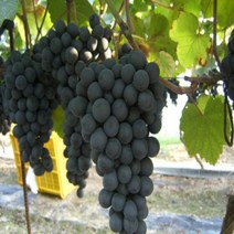 포도(켐벨) 삽목4~5년(결실주) 분 (N097)