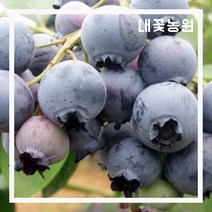 내꽃농원 블루베리 브리지타 7치 화분 (결실주)