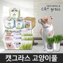 꿈쟁이 캣그라스 고양이풀 밀 캣닢 귀리 원형 투명 투톤화분 키우기 고양이간식, 1개, 귀리 투명화분(네모)