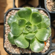 다육이 돌기롱기시마35