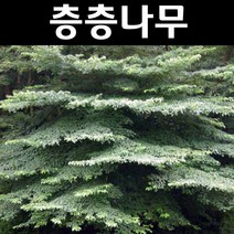 층층나무 묘목 실생2년 뿌리묘 5개/내한성강/녹음수/공원수 골프장