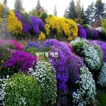 돌틈 비탈면 미화 지피식물 씨앗 7선 무지개 세트
