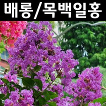 배롱나무(자금령) 삽목2년(뿌리) 1개/나무 묘목/활엽수/정원용
