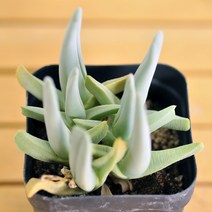 체리톱스 다육이 예쁜 노랑꽃 피는 다육식물 랜덤5-80, 단품