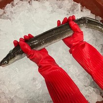 전장 통영 손질 바다장어(대)1kg(2~4미내외), 1개