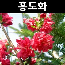 꽃복숭아(홍도화) 접목1년(뿌리) 5개/나무 묘목/활엽수/정원용