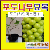 (D소망)샤인머스켓 청포도묘목(삽목2년)포트 2그루