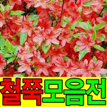 철쭉묘목 영산홍 자산홍 꽃나무 산소에심는나무, 백철(흰꽃), 10그루