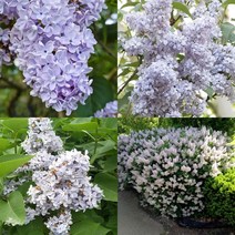 목하원예조경 신품종 유럽 라일락나무 묘목 (프레지던트그레비) 80cm전후 접목1년특묘