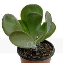 호빗당인-칼랑코에루시아/오리큘라/다육식물