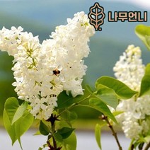 유럽라일락 향기라일락 라일락 나무언니, 백라일락 R3cm 개화주분묘