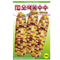 오색옥수수 씨앗 - 옥수수종자 채소종자