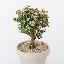 사랑목 외목대 1개 화분포함 독일토분15G 아악무 은행목, 불포함