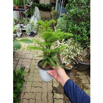 35~60cm 149 아라우카리아 중대품, 1개