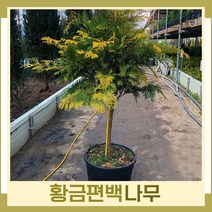 편백나무 묘목 황금편백 키1.5m(분) 1개