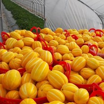 공주네농장 성주 참외, 05. 가정용 흠과 5KG / 소과, 1박스