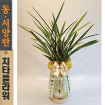 치타플라워 동양란 채홍 (dc05-B) 승진 개업 축하 난 동양난 영전 취임 생일 선물 화분 전국 꽃배달