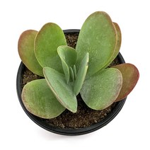 진이팜 당인 소품 다육이 화분 식물 키우기 인테리어 플랜테리어