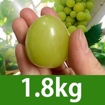 아삭아삭 씨없는포도 애플청포도 선물용으로좋은 꿀포도 900g 내외, 2개
