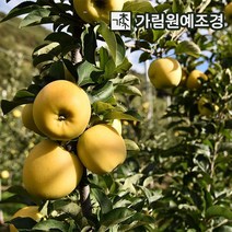 사과나무 유실수 정원수 가림원예조경, 시나노골드 R3cm 결실주