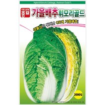 휘모리 골드100립 김장 전용 가을 배추 씨앗 뿌리 혹병 강한 CR계 종자 속 노란 무르지 않는 김치 농사 텃밭 채소