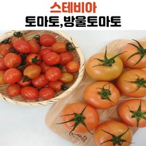 국내산 스테비아 토마토 토망고 방울토마토, 스테비아토마토1kg, 1개