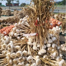 농랑부랑 2023년 햇마늘 홍산마늘 홍삼마늘 통마늘 서산마늘 저장용 마늘, 특, 3kg