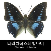 나비표본 티리다테스네발나비 Charaxes tiridates