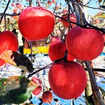 믿고 먹는 한나농산 껍질째먹는 사과 22년 햇 부사 고당도 가정용 꿀맛 사과 5kg, 중과 15-17과