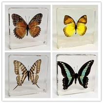 나비표본/나비박제 과학시간 과제/교육용 7.5cm, 검은 정맥 약충