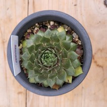 크린베리칵테일 바위솔 노지월동 선별발송