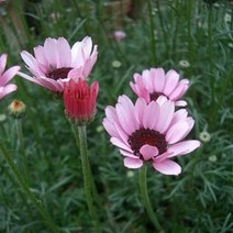 [초화류]춘절국화