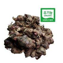 유기농 야콘뇌두 1kg 야콘종근 야콘씨앗 야콘관아 야콘모종 야콘종자 [엔젤농장]