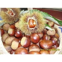 22곶감 선물용트레이50과2~3kg 감말랭이 특품800g2팩 대봉감 10kg15kg 지리산곶감 고종시 반건시 건시, 곶감 실속형550g1팩