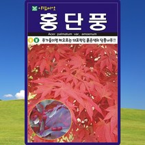 홍단풍 씨앗 단풍 나무 씨 종자 100립, 단품