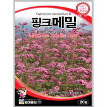 핑크메밀 씨앗 50립 꽃씨