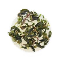 부세파란드라 케다강 조직배양 수초, 단품