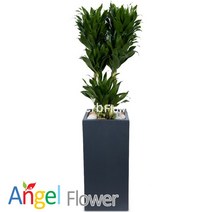 엔젤플라워 초특가 특대형식물 개업화분 축하화분 행운목 황금죽 고무나무 당일배송꽃배달, A26 콤팩타, 1개