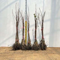 감나무 차량 단감나무 묘목 접목 후 1년생 특묘, 차량 단감나무 접목 후 1년생 특묘, 1개