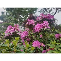 만병초 3년생 포트묘 꽃모종, 빨강색, 1개