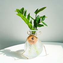 [GREENI] 돈나무 금전수 수경재배 세트 키우기쉬운 음지 반려 식물, 베이직(금전수+투명병+영양제)