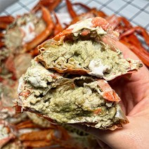 속초 주문진 제철 박달 홍게 붉은 대게 다리 85%이상 수율보장 산지직송, 생물, 박달홍게 3kg(소/9~11마리)