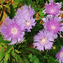 스토케시아 퍼플스타 [3포트] (복남이네야생화 여름 가을 야생화 모종 아스타 aster 국화 풍차국 암석정원 stokesia laevis purple star), 1개